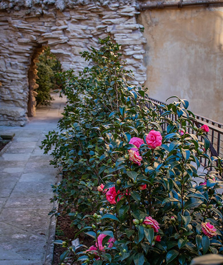 Il Giardino delle Camelie Il Giardino delle Camelie